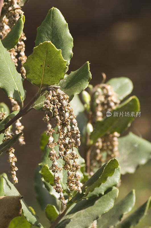 Garrya elliptica、海岸silk-tassel、丝绸流苏布什或wavyleaf silktassel,是一种开花植物在家庭绞木科,原产于加利福尼亚的沿海地区。皮斯莫海滩州立公园，加利福尼亚州